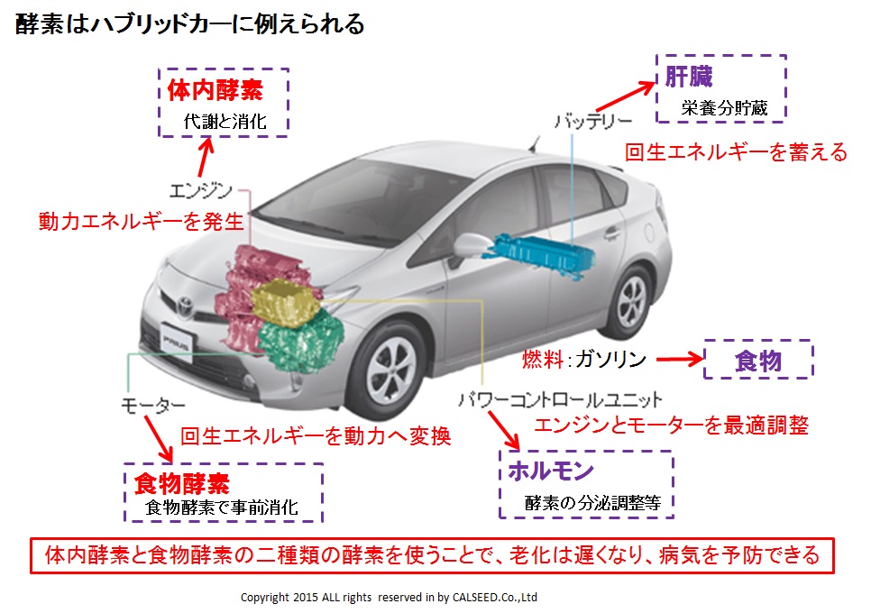 酵素はハイブリットカーに例えられる